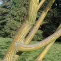 Acer rufinerve rameau
